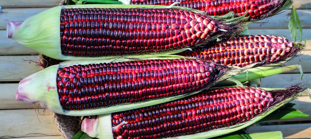 purplecorn 670x300 purplecorn 670x300